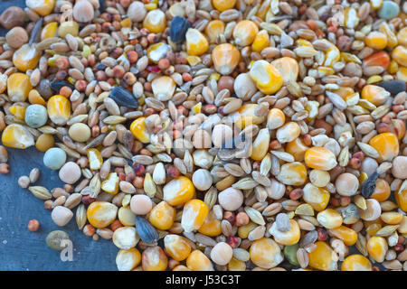 L'alimentation des oiseaux une variété de millet, graines de tournesol, maïs concassé et d'autres graines utilisées comme aliments pour oiseaux. Banque D'Images