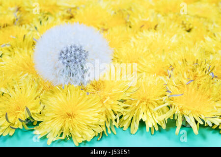 L'un blanc venu le pissenlit sur le terrain avec beaucoup de fleurs jaunes Banque D'Images