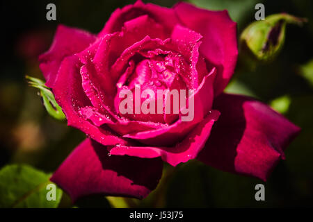 Rose avec des gouttes de jus coloré sur elle Banque D'Images