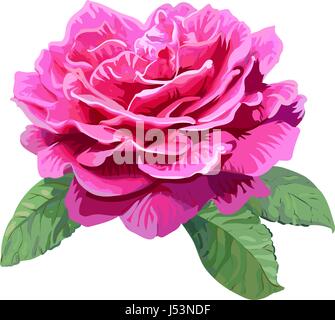 Image de rose rose isolé sur fond blanc. Illustration de Vecteur