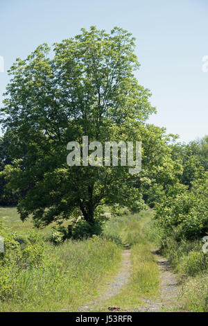 Route de terre en passant par l'énorme arbre menant à Woods Banque D'Images