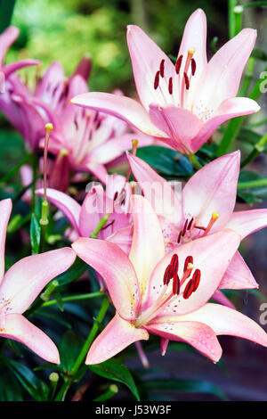 Arkansas Hot Springs,Garvan Woodland Gardens,rose,Lily,vivace,Lilium,nature,botanique,flore,plantation,lit de fleur,fleur,AR0806025 Banque D'Images