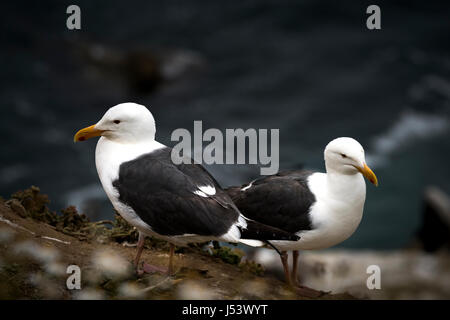 Deux Goélands argentés (Larus occidentalis) Mouette sur Lookout. Banque D'Images