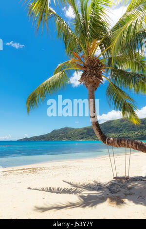 .Plage de sable avec des palmiers Banque D'Images