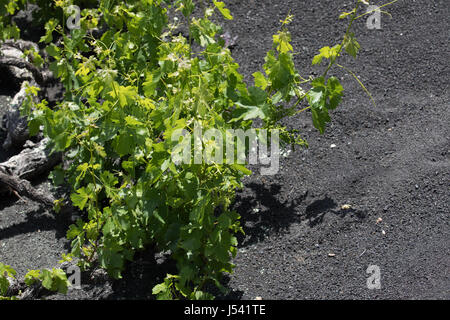 Raisins de croître sur des journaux dans l'exploitation des sables bitumineux de lave de Lanzarote. Banque D'Images