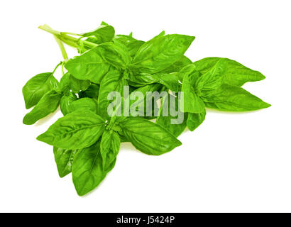 Bouquet de basilic isolated on white Banque D'Images