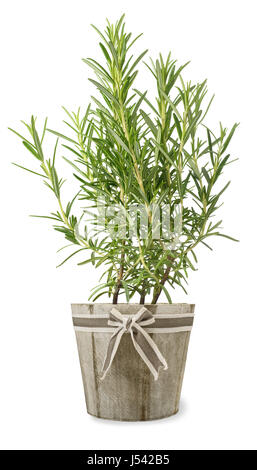 Rosemary plant in vase isolé sur fond blanc Banque D'Images