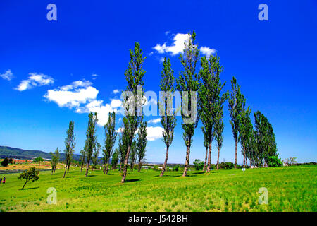 Poplar Tree Avenue à Echigo Hillside Park Ville de Nagaoka Japon Niigata Banque D'Images