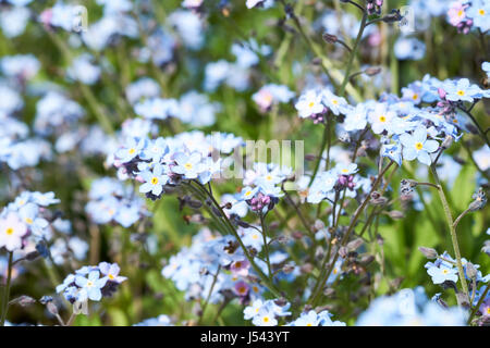 L'eau fleuri Bleu myosotis Myosotis scorpioides) (les plantes qui poussent dans un jardin de campagne anglaise parterre, au Royaume-Uni. Banque D'Images