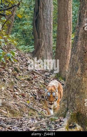 Balades dans les bois de tigre Banque D'Images