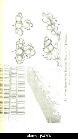 Image prise à partir de la page 383 de "Geschichte der Stadt Presbourg ... Herausgegeben durch die erste Pressburger Sparcassa. Deutsche Ausgabe ... Mit ... Illustrationen, etc' Banque D'Images