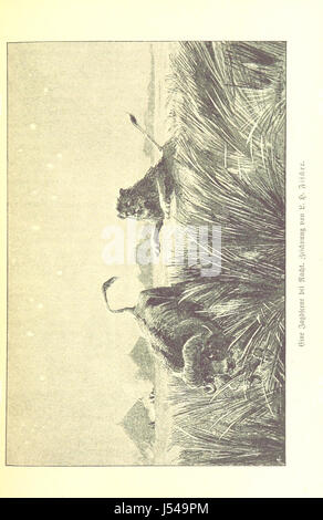 *Dr Wilh. Junker's Reisen in Afrika* est un récit de voyage qui documente le voyage africain de Wilhelm Junker de 1875 à 1886. Ce travail comprend des journaux personnels, des contributions de R. Buchta et des illustrations originales, offrant un aperçu du continent africain à la fin du XIXe siècle. Banque D'Images