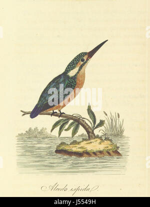 Image prise à partir de la page 74 du "British Ornithology ; être l'histoire, avec une représentation en couleur de toutes les espèces connues d'oiseaux britanniques' Banque D'Images