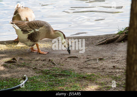 Deux oies swan pour trouver de la nourriture dans un parc près d'un lac Banque D'Images