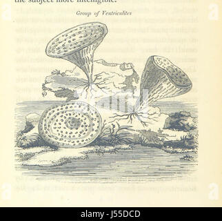 Image prise à partir de la page 134 de "La géologie de l'Asie du Sud-Est de l'Angleterre' Banque D'Images