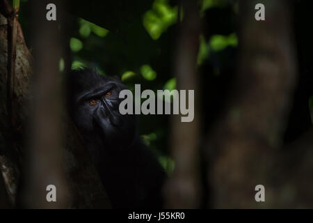 Un macaque à crête noire Sulawesi (Macaca nigra) fixe à la caméra car il est photographié derrière un arbre dans la réserve naturelle de Tangkoko, en Indonésie. Banque D'Images