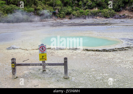 Piscine d'huîtres à Wai-O-Tapu Thermal Wonderland qui est situé dans la région de Rotorua, Nouvelle-Zélande. Banque D'Images