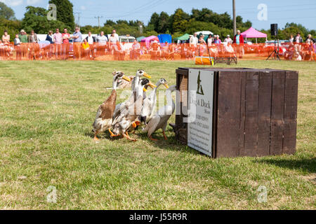 Le chien et le canard spectacle au festival de Hamstreet transport dans le Kent Banque D'Images