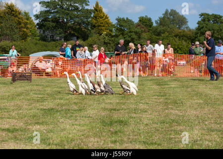 Le chien et le canard spectacle au festival de Hamstreet transport dans le Kent Banque D'Images