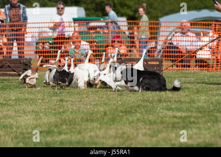 Le chien et le canard spectacle au festival de Hamstreet transport dans le Kent Banque D'Images