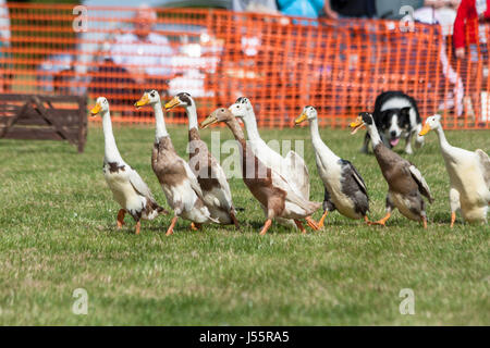 Le chien et le canard spectacle au festival de Hamstreet transport dans le Kent Banque D'Images