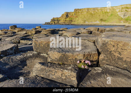 La célèbre éruption volcanique antique - Giant's Causeway du comté d'Antrim, en Irlande du Nord Banque D'Images