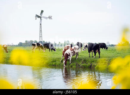 Les vaches en néerlandais pré vert vu à travers les fleurs de printemps jaune dans les Pays-Bas avec petit moulin à vent pour pomper de l'eau près de abcoude et Amsterdam Banque D'Images