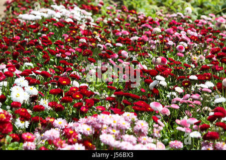 Glasgow 17 mai 2017. Une belle journée chaude et ensoleillée dans le centre-ville de Glasgow. Un tapis de fleurs à George Square. Alan Oliver/Alamy Live News Banque D'Images