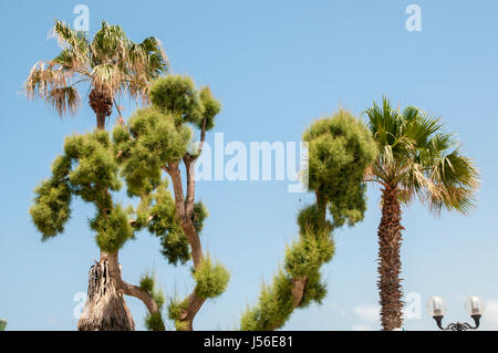 Arbres taillés dans un jardin sur un fond de ciel bleu Banque D'Images