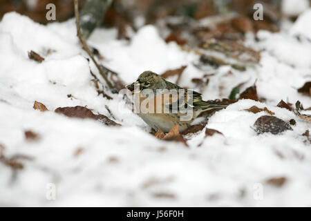 Pinson du Nord Fringilla montifringilla dans snow parc national New Forest Hampshire Angleterre Banque D'Images