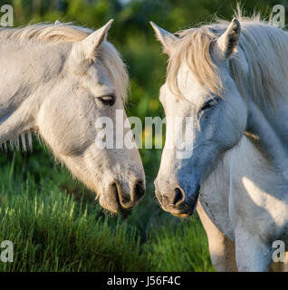 Portrait de deux chevaux blancs. Parc Régional de Camargue. La France. Provence. Une excellente illustration Banque D'Images