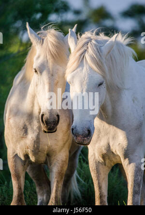 Portrait de deux chevaux blancs. Parc Régional de Camargue. La France. Provence. Une excellente illustration Banque D'Images