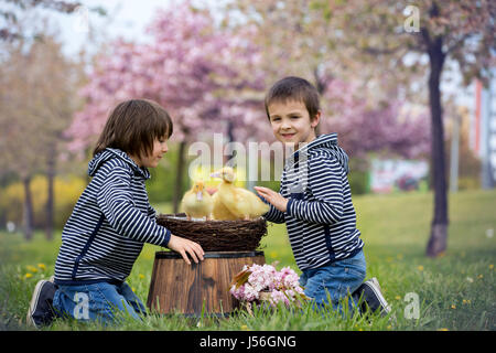 Deux sweet les enfants, garçons, jouer dans le parc avec canetons, printemps Banque D'Images