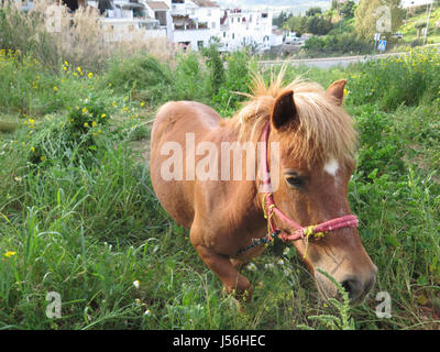 Jeune cheval paissant sur des fleurs de printemps couvrant rural hillside en Andalousie Banque D'Images