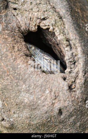 De l'eau adultes Varan (Varanus salvator) à l'intérieur du creux d'un tronc d'arbre des mangroves à proximité d'une rivière, à Singapour Banque D'Images