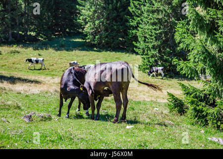 Vaches ensemble dans la forêt Banque D'Images