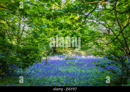 Tapis de jacinthes au Pays des Collines de Lickey Park à Birmingham Banque D'Images