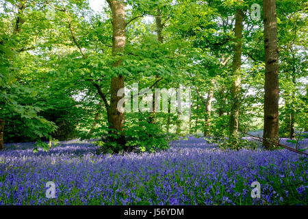 Tapis de jacinthes au Pays des Collines de Lickey Park à Birmingham Banque D'Images