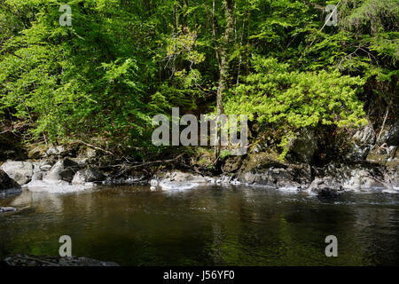 Afon Conwy - la rivière près de Conway conway Falls, Betws y Coed dans le Nord du Pays de Galles. La source de l'Afon Conwy se trouve sur la zone de Migneint high moorland Banque D'Images