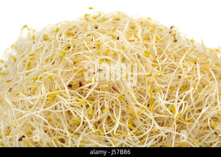 Libre d'un tas de pousses de luzerne sur fond blanc Banque D'Images