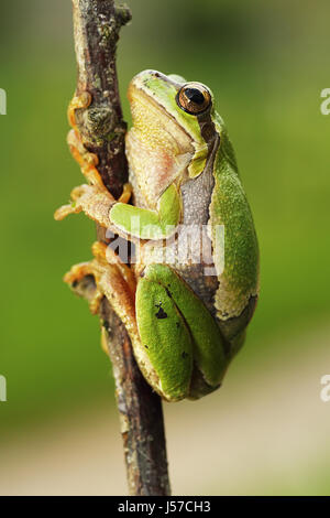 Européenne mignon grenouille d'arbre d'escalade sur twig ( Hyla arborea ) Banque D'Images