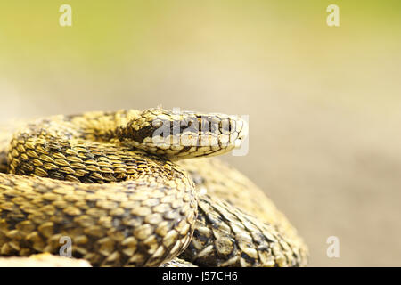 Belle macro shot of meadow viper ( Vipera ursinii rakosiensis, femme, le plus insaisissable serpent européen ) Banque D'Images