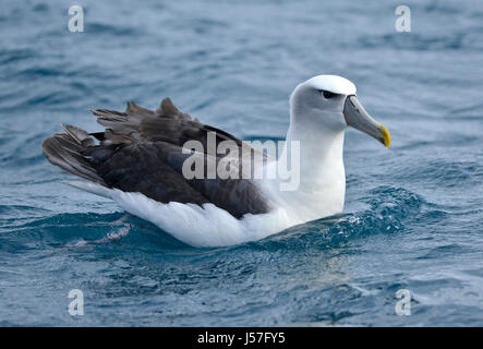 Albatros à cape blanche (Thalassarche steadi) sur la mer Banque D'Images