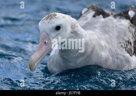 Diomedea exulans Albatros() sur la mer Banque D'Images