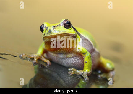 Européenne mignon grenouille d'arbre debout sur la surface de verre humide ( Hyla arborea ) Banque D'Images