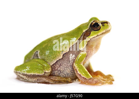 Européenne mignon grenouille d'arbre sur fond blanc ( Hyla arborea ) Banque D'Images