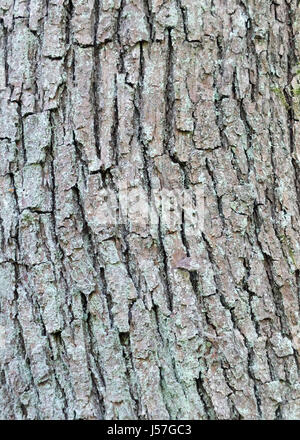 Ash l'écorce des arbres avec des fissures et la texture Banque D'Images