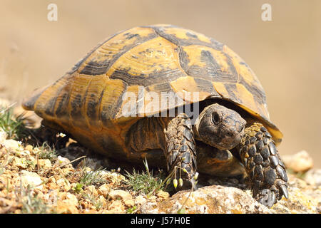 Turtoise grec marche sur l'habitat naturel ( Testudo graeca ) Banque D'Images