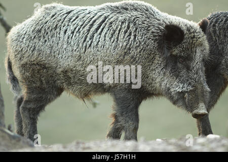 Grand sanglier à l'aube ( Sus scrofa, curieux à la recherche des animaux vers l'appareil photo ) Banque D'Images