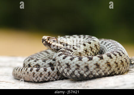 Européen commun mâle pèlerin viper sur bois stump ( Vipera berus ) Banque D'Images